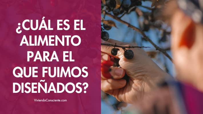 ¿Cuál es el alimento para el que fuimos diseñados?