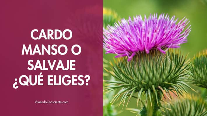 Cardo manso o salvaje ¿Qué eliges?