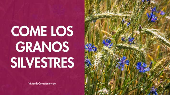 Come los granos silvestres
