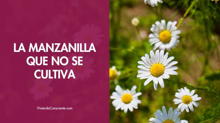 La manzanilla que no se cultiva