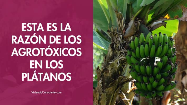 Esta es la razón de los agrotóxicos en los plátanos